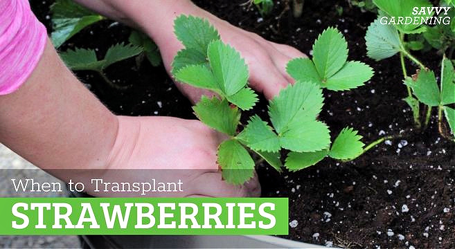 When to transplant strawberries