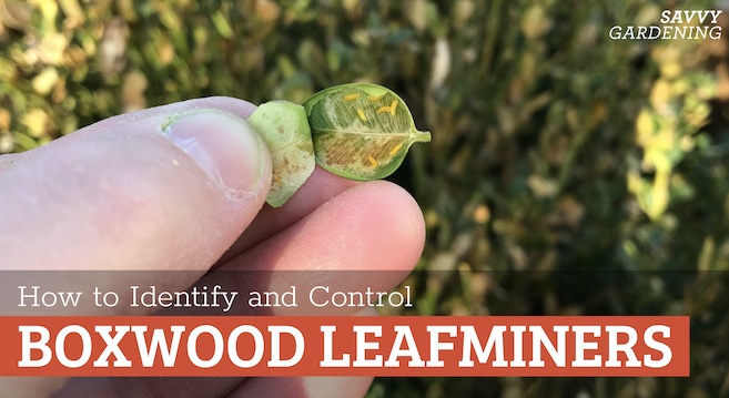 What is a boxwood leafminer?
