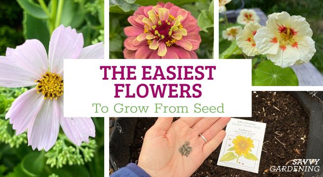 the easiest flowers to grow from seed