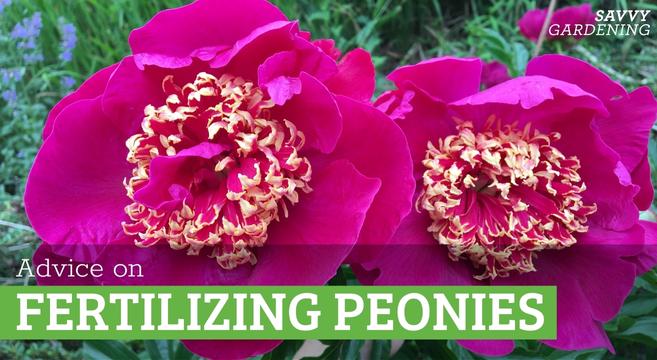 Tips for fertilizing peony plants