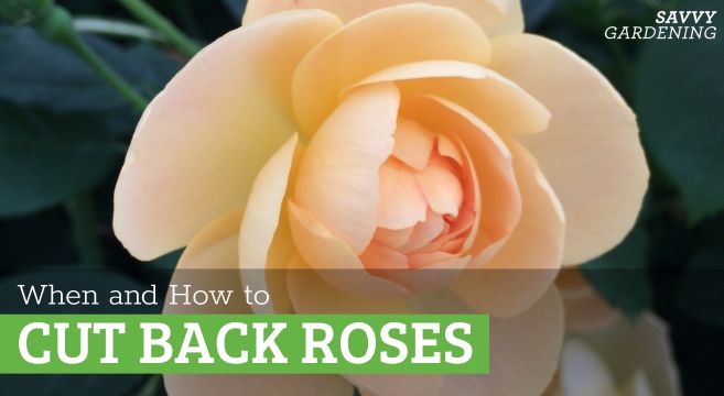 when to cut back roses