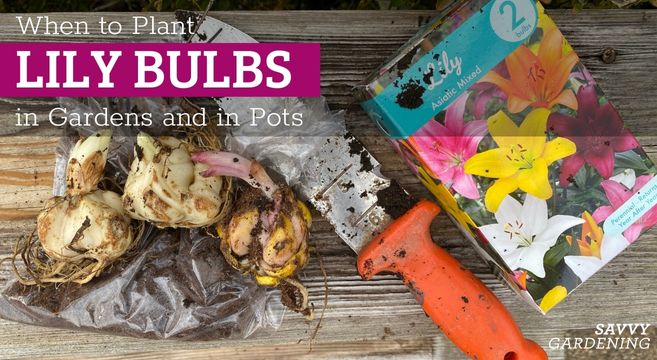 when to plant lily bulbs
