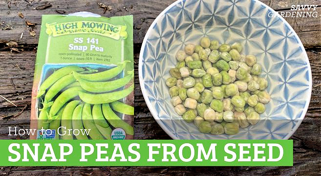 Growing snap peas from seed