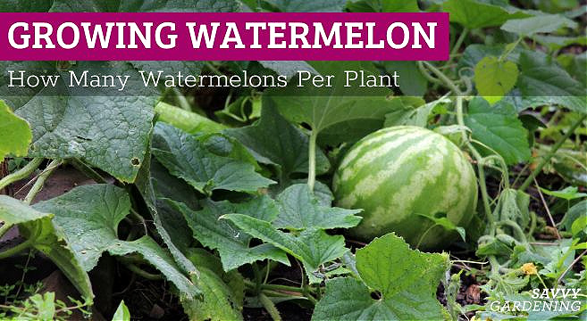 Learn how many watermelons per plant