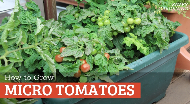 Small tomato plants to grow - introducing micro tomatoes