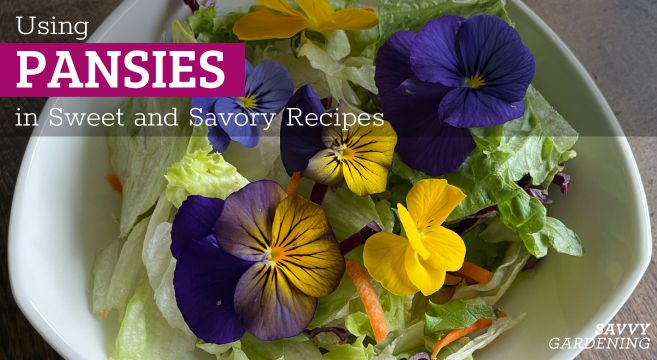 Are pansies edible? Using pansy flowers in sweet and savory dishes