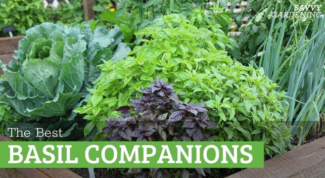 Companion planting in the vegetable garden