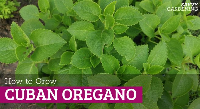 how to grow Cuban oregano
