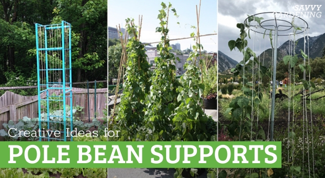 How to support pole beans in your garden