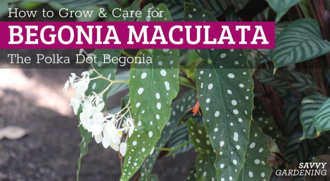 How to grow begonia maculata plants