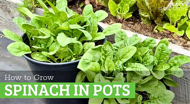 Growing spinach in containers