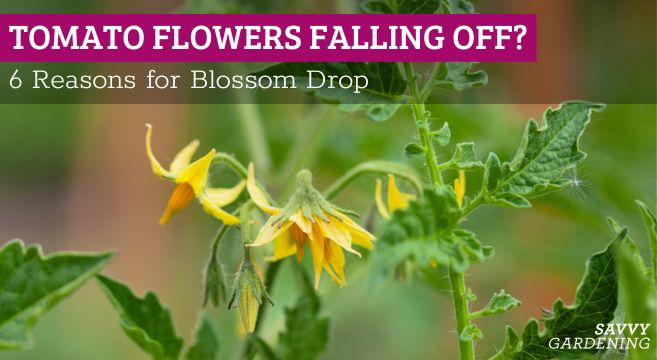 Why do tomato flowers fall off?