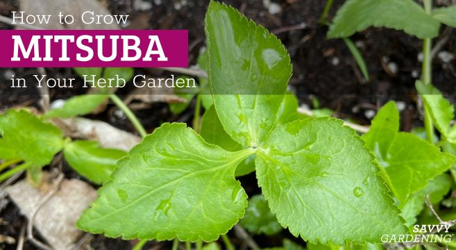how to grow mitsuba in your garden