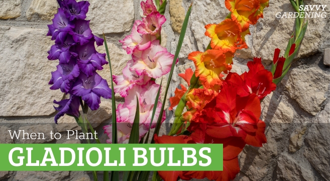 When to plant gladioli bulbs in the garden