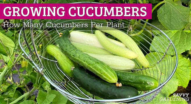 How many cucumbers per plant