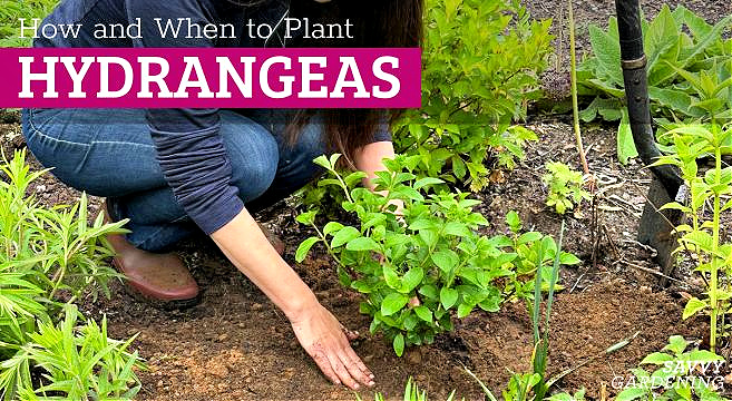When to plant hydrangeas