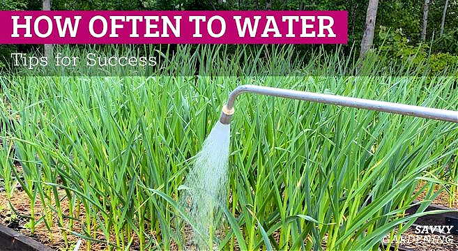 How often should I water my garden?