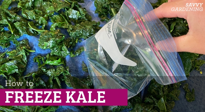 How to freeze kale for later use