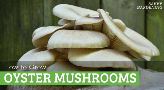 Step by step method for growing oyster mushrooms
