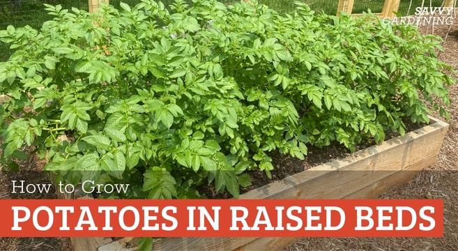 Step by step instructions for growing potatoes in raised beds