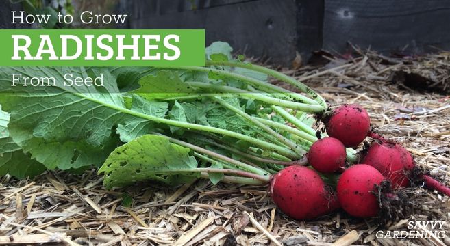 how to grow radishes from seed