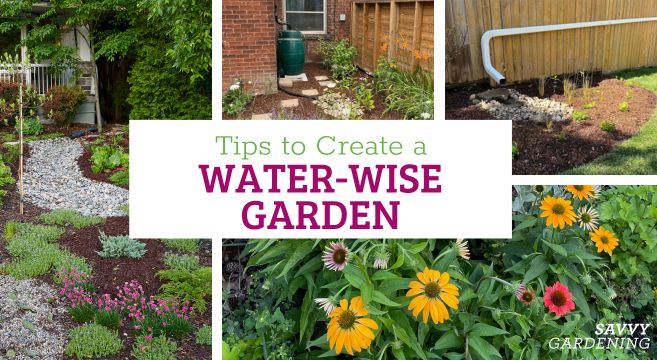 creating a water-wise garden