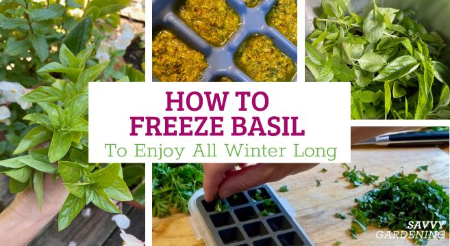 how to freeze basil into ice cubes or pesto