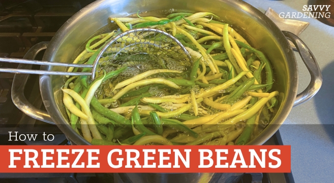 How to freeze green beans from the garden or farmer's market
