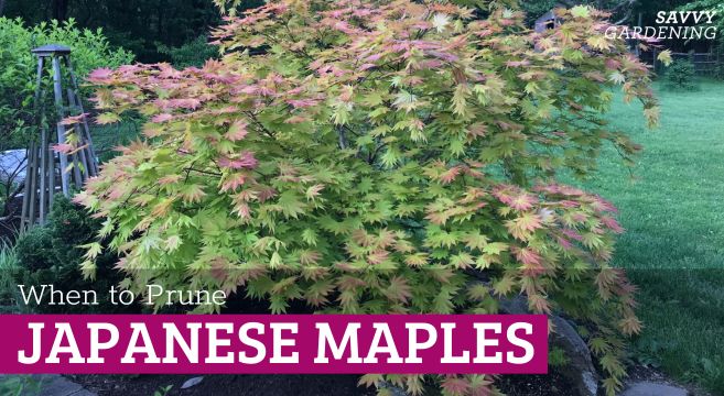 Learn how and when to prune Japanese maple trees