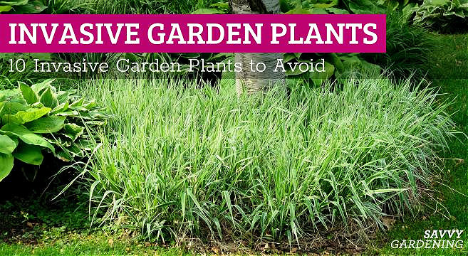 Invasive garden plants to avoid