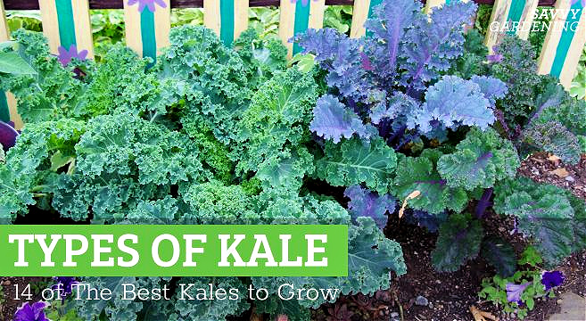types of kale
