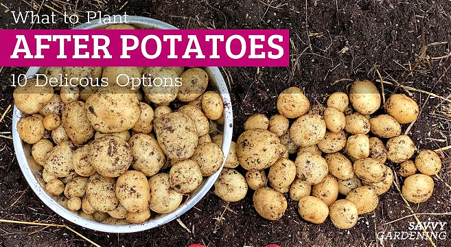 What to plant after potatoes