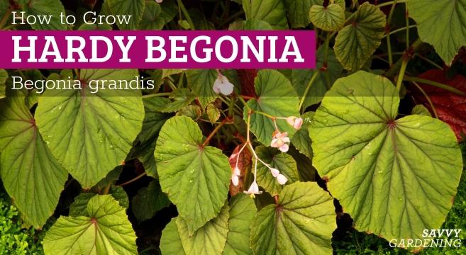 Learn how to grow the hardy begonia