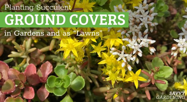 succulent ground cover plant options