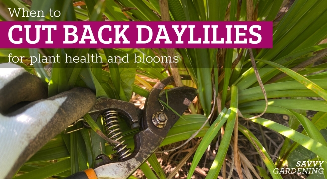 When to cut back daylilies for healthier plants