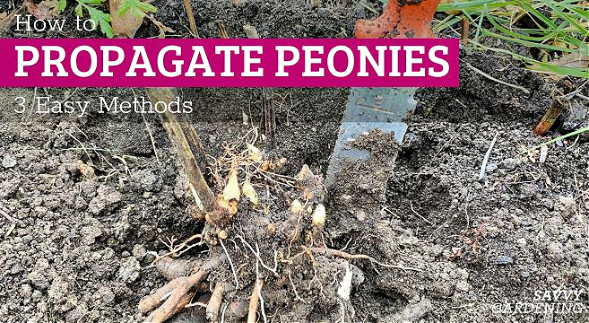 How to propagate peonies: 3 easy methods