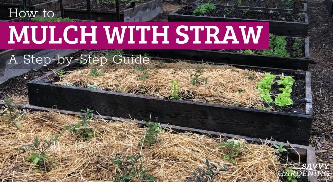 How to mulch with straw