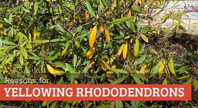 Reasons for rhododendron leaves yellowing