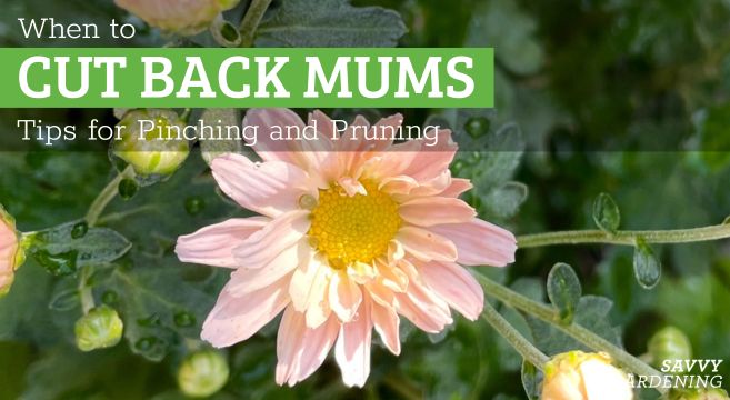 when to cut back mums