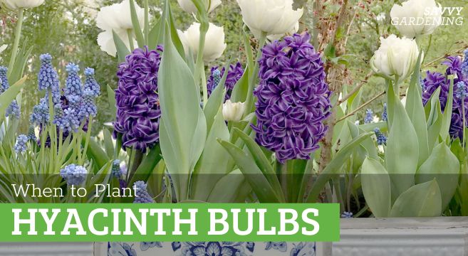 when to plant hyacinth bulbs