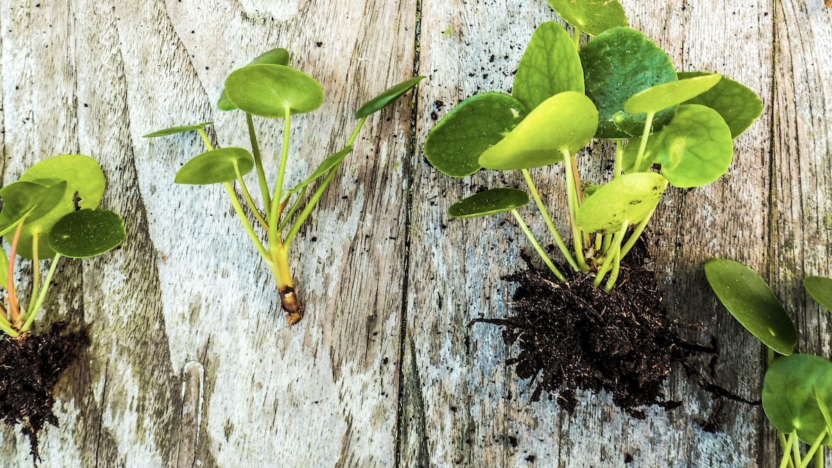 Chinese Money Plant Propagation How-to