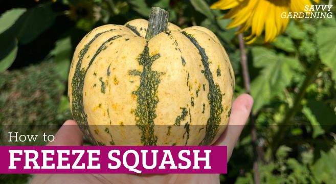 How to freeze squash: Tips for freezing winter and summer varieties of squash