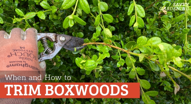 Learn the best timing and methods for trimming back boxwoods.