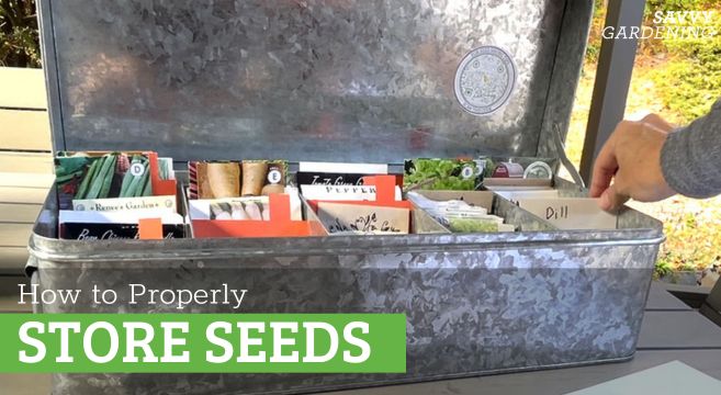 Seed storage options: Container recommendations and storage tips