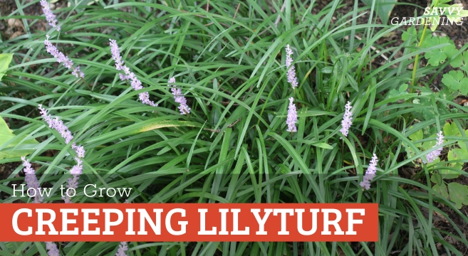 Creeping lilyturf: A flowering groundcover