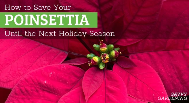 tips to keep your poinsettia alive until next year
