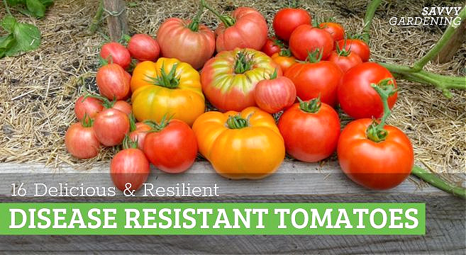 Disease resistant tomatoes: 16 delicious options