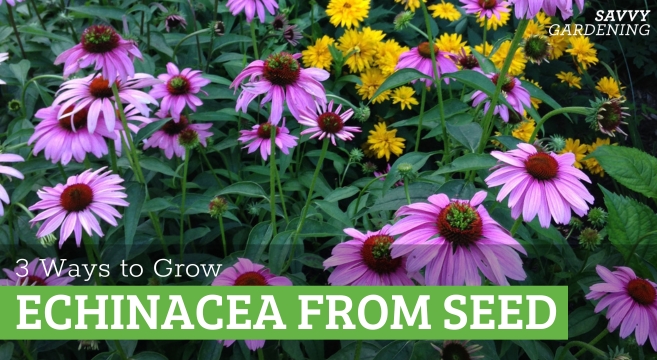 Tips for growing echinacea from seed