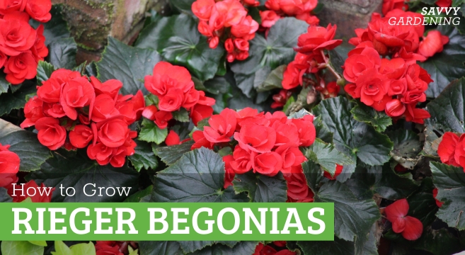 How to grow the Rieger begonia