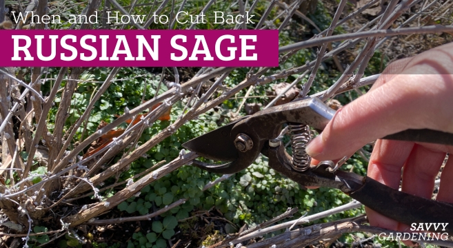 When to cut back Russian sage